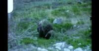 Close encounter with musk ox