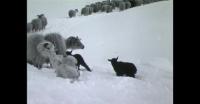 Newborn lambs in Southern Greenland