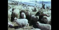Sheep shearing in Southern Greenland 2